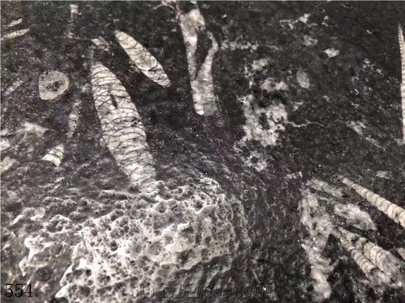 Morocco Gran Fossil Marble Pietra Di Erfoud Jurassic Sea