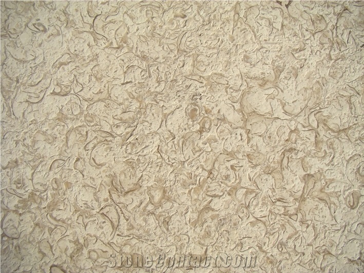 ATLAS BEIGE STONE Shells Reef Beige Limestone Slabs, Tiles