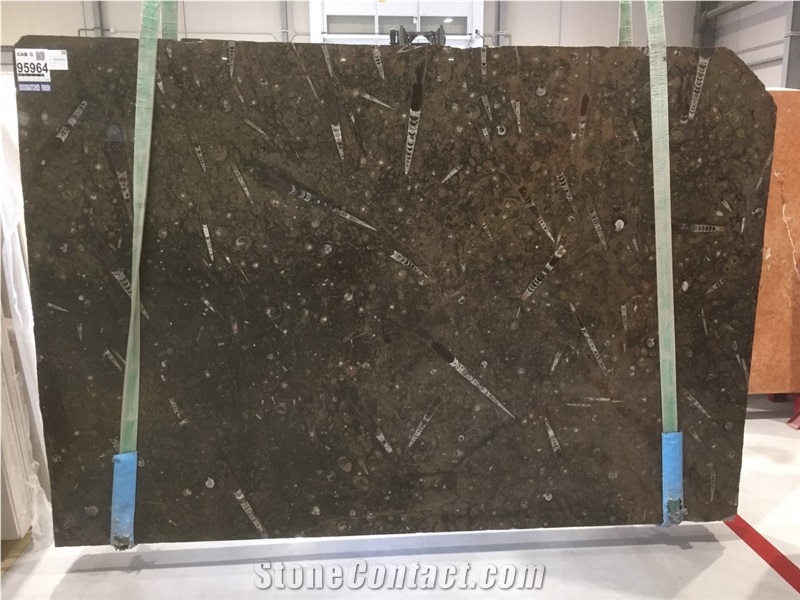 Brown Fossil Marble Slabs