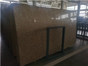 Shells Reef Gold Limestone Golden Shell Stone Slabs