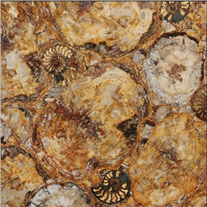 Petrified Wood Yellow With Ammonites Semiprecious Stone