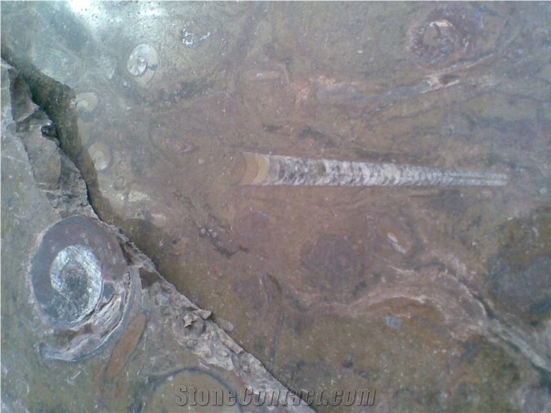 Pietra Di Erfoud Fossil Black- Brown Fossil Marble-Fossilized Marble Tiles, Slabs
