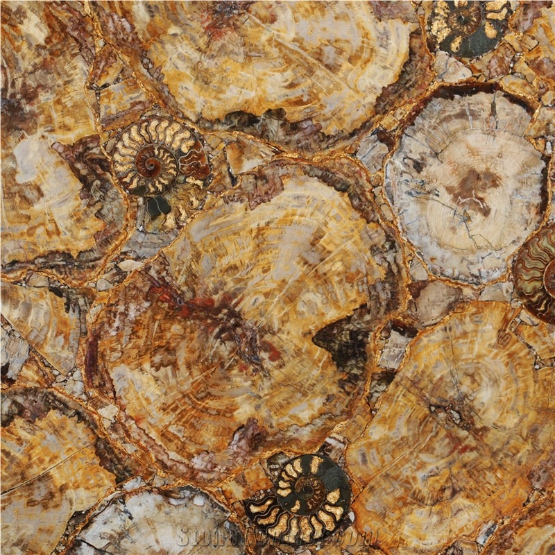 Petrified Wood Yellow With Ammonites 