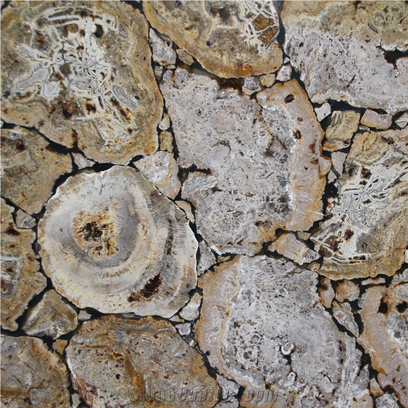 White Petrified Wood Semiprecious Stone 