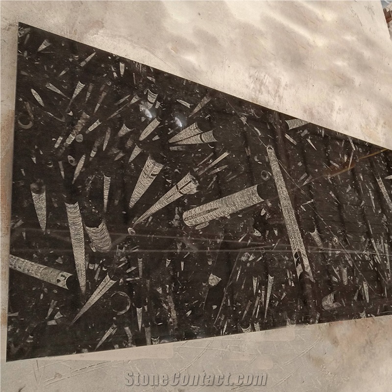 Popular Style Fossil Stone Tiles&Slabs For Bathroom Floor