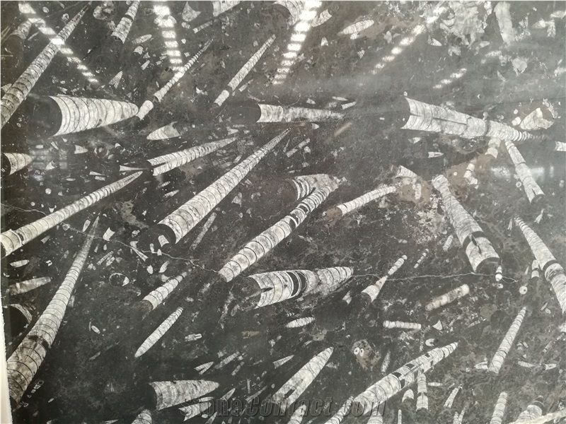 Morocco Fossil Black Marble Slab Tile