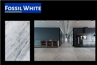 Fossil White Marble Polished And Honed Slabs