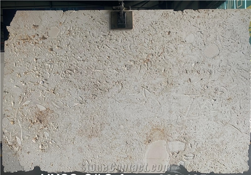 Dominican White Coral Stone Slabs from China - StoneContact.com
