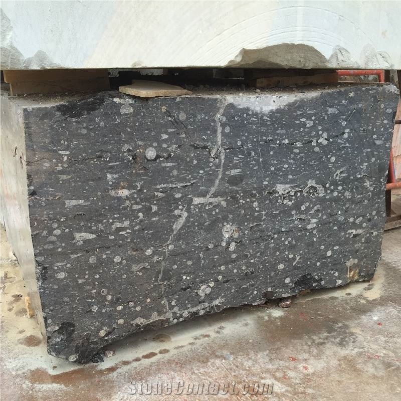 Devonian Fossil Black Marble Blocks from Morocco - StoneContact.com