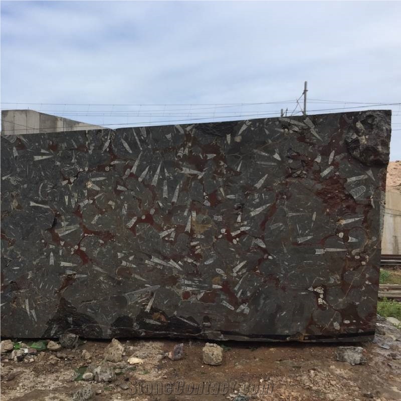 Devonian Fossil Brown Marble Blocks