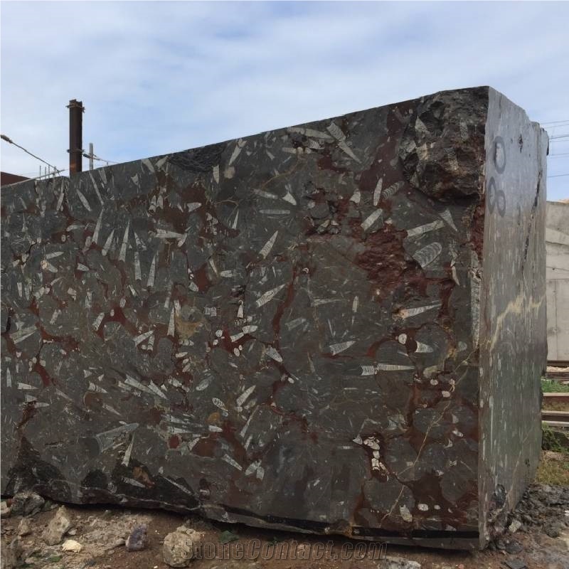 Devonian Fossil Brown Marble Blocks
