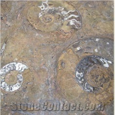 Fossile Brown Marble Tiles, Morocco Brown Marble
