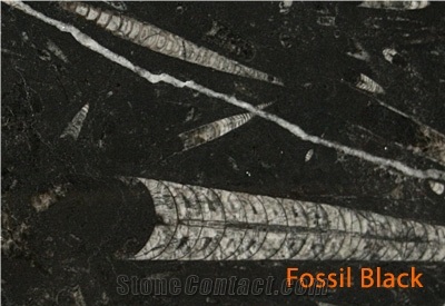 Fossil Black Limestone Slabs & Tiles, Morocco Black Limestone
