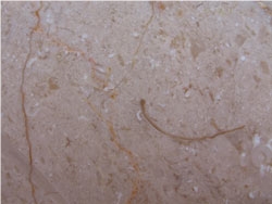 Special Offer: Crema Angora Marble