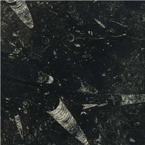Fossile Nero-Fossile Black Marble