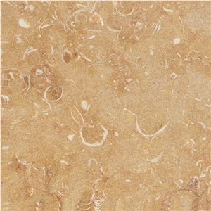 KC Fossils Dark
