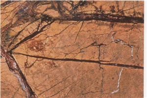 Golden Forest Marble Slabs & Tiles, Rainforest Gold Marble Slabs & Tiles