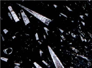 Black Fossil Marble - Orthoceras