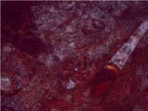 Bordeaux Fossil Marble Slabs & Tiles