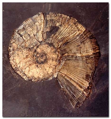Fossil Stones - Ammonites, Brown Limestone Artifacts, Handcrafts