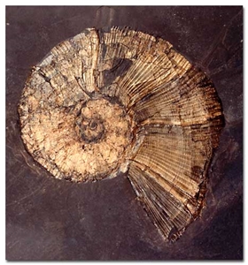 Fossil Stones - Ammonites, Brown Limestone Artifacts, Handcrafts