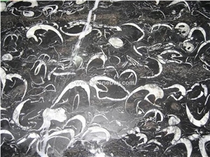 Sea Shell Marble Slabs & Tiles, China Black Marble