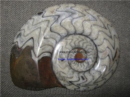 Fossil Stone Ammonites, Brown Limestone Artifacts, Handcrafts