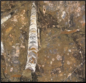 Fossil Brown Limestone Slabs & Tiles