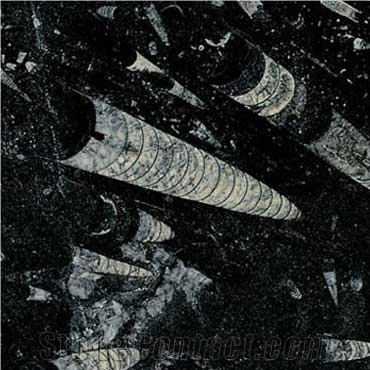 Nero Fossile, Fossil Black Limestone Slabs & Tiles