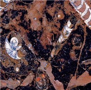 Pierre Du Four - Fossil Brown, Morocco Brown Limestone Slabs & Tiles