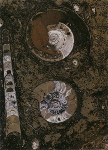 Fossile (Erfoud) Marrone