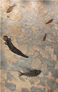 Fossil Murrals Limestone Slabs & Tiles