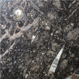 Fossil Brown- Fossil Marron, Pietra Di Erfoud Brown Limestone Slabs & Tiles