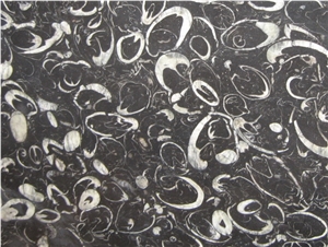 Sea Shell Marble Slabs & Tiles, China Black Marble