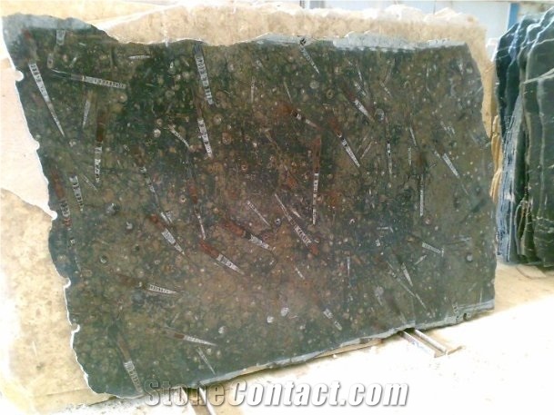 Brown Fossil Marble Tiles & Slabs Morocco