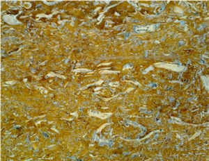Thala Jaune Limestone Slabs & Tiles, Tunisia Yellow Limestone