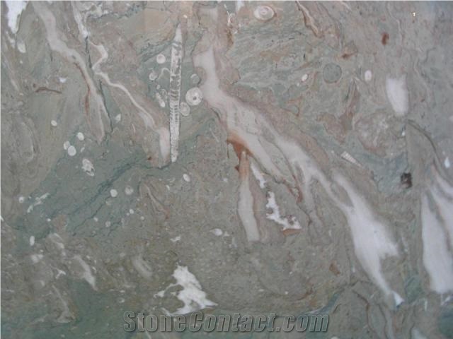 Color Coral Fossil Marble