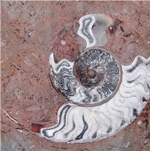 Grande Fossil - Brun Goniatite, Pietra Di Erfoud Limestone Slabs