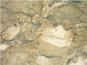 Fossil Beige Marble Slabs & Tiles, Turkey Beige Marble