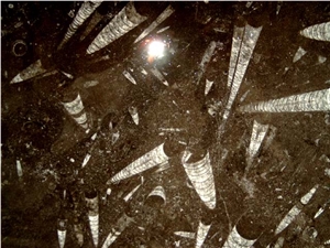 Moroccan Fossile Black Marble