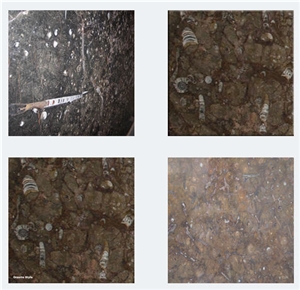 Fossil Brown Limestone Marble Slabs & Tiles, Morocco Brown Limestone