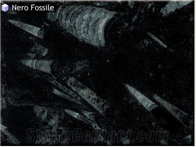 Nero Fossile, Fossil Black Limestone Slabs