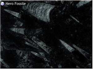 Nero Fossile, Fossil Black Limestone Slabs