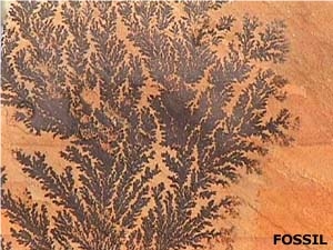 Fossil Sandstone Slabs & Tiles, India Beige Sandstone