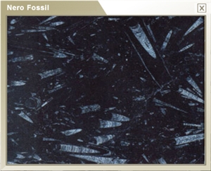 Nero Fossil, Fossil Black Limestone Slabs & Tiles