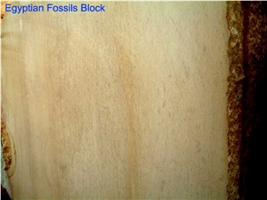 Egyptian Fossils Limestone Blocks