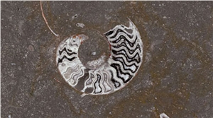 Grande Fossil Brown, Pietra Di Erfoud Brown Limestone Slabs & Tiles