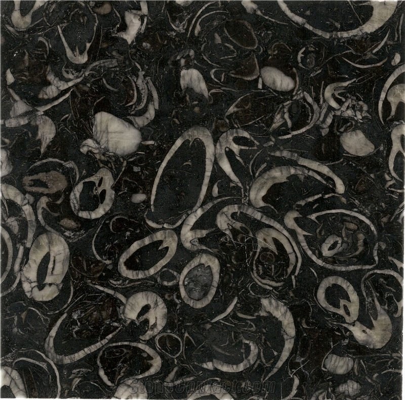 Cm009 Sea Shell Marble Slabs & Tiles, China Black Marble