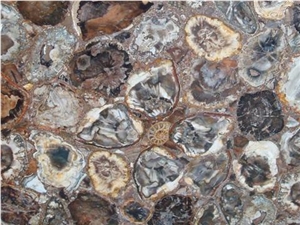 Brown Petrified Wood Semi Precious Stone
