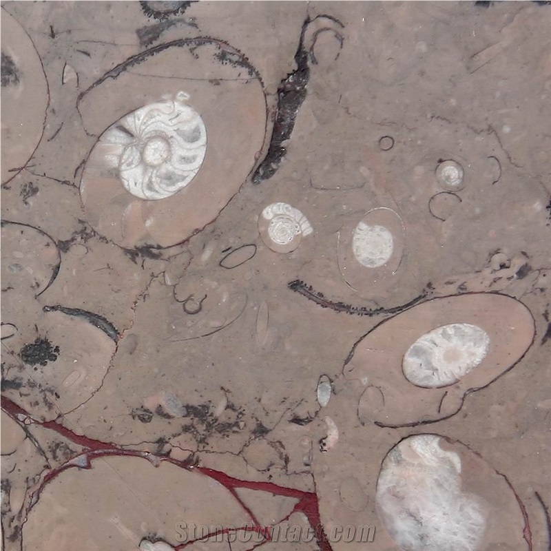 Fossil Brown Limestone Slabs & Tiles